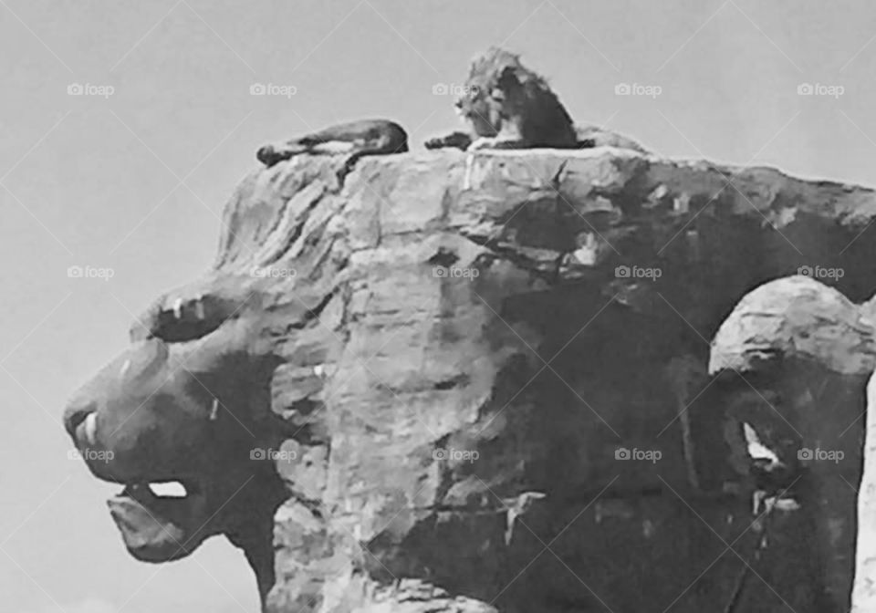 A lion sat on a lion shaped rock wild