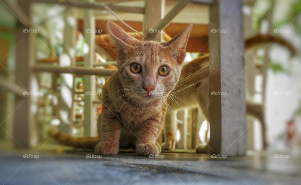 Greek cat Naxos