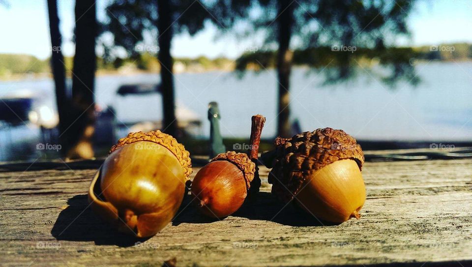 Acorns