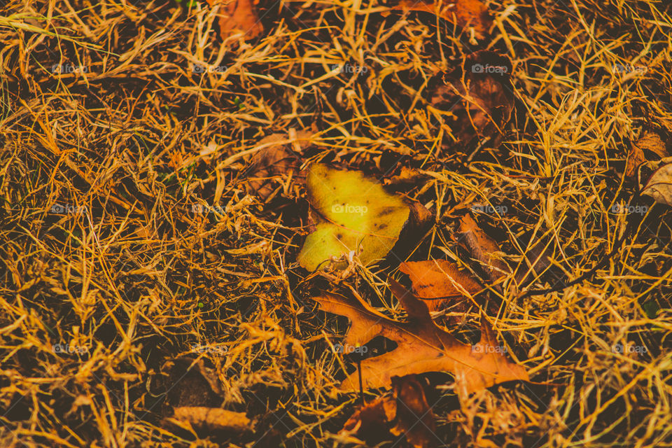fallen leaves