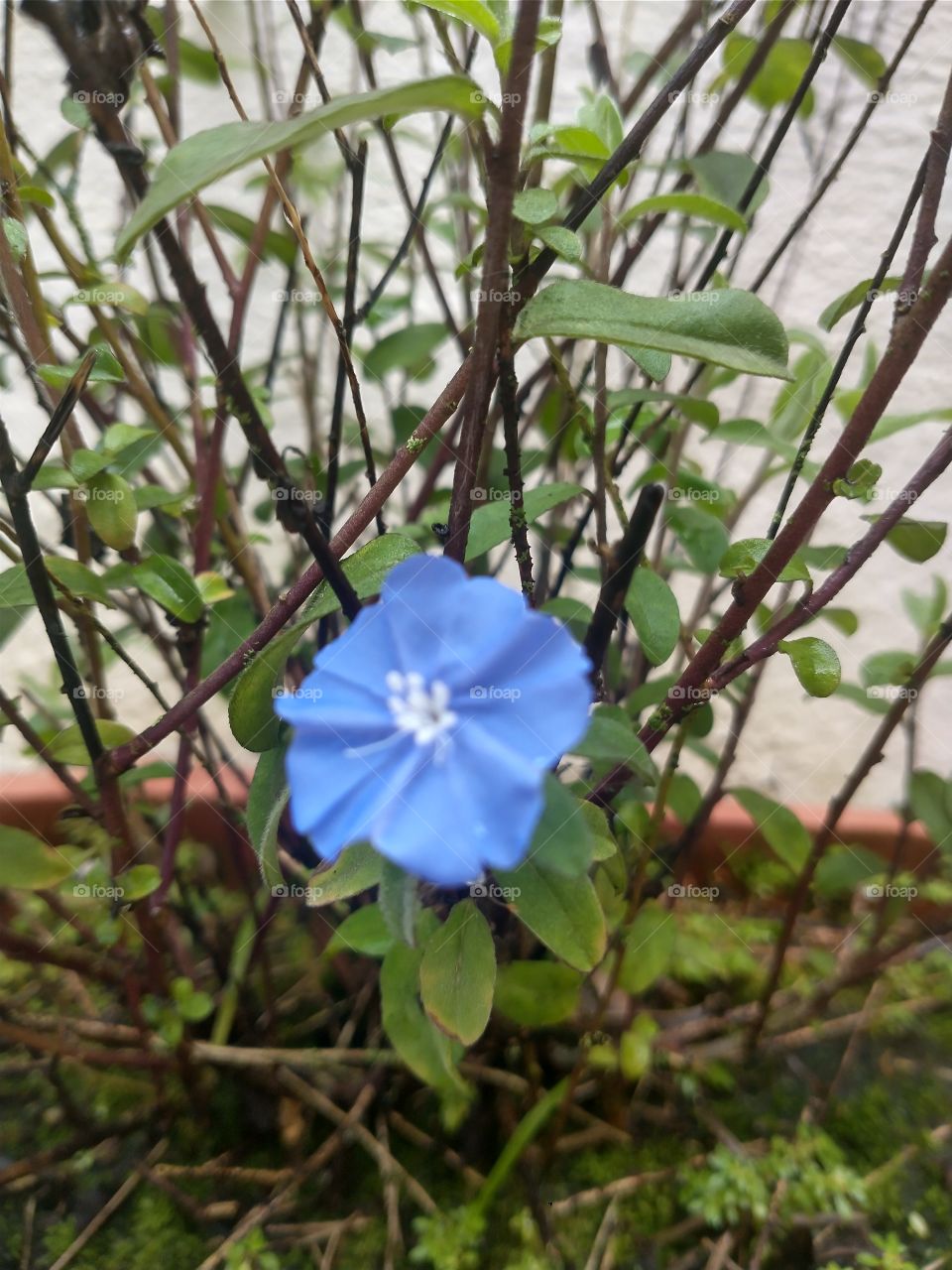 blue flower
