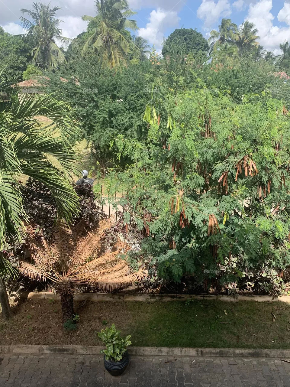 Jungle feeling 
