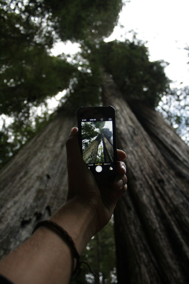 Smart phone in the redwoods. Taking a photo in the redwoods national forest 