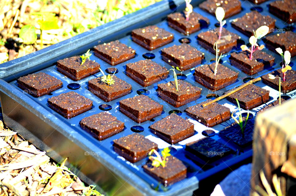 Urban Garden