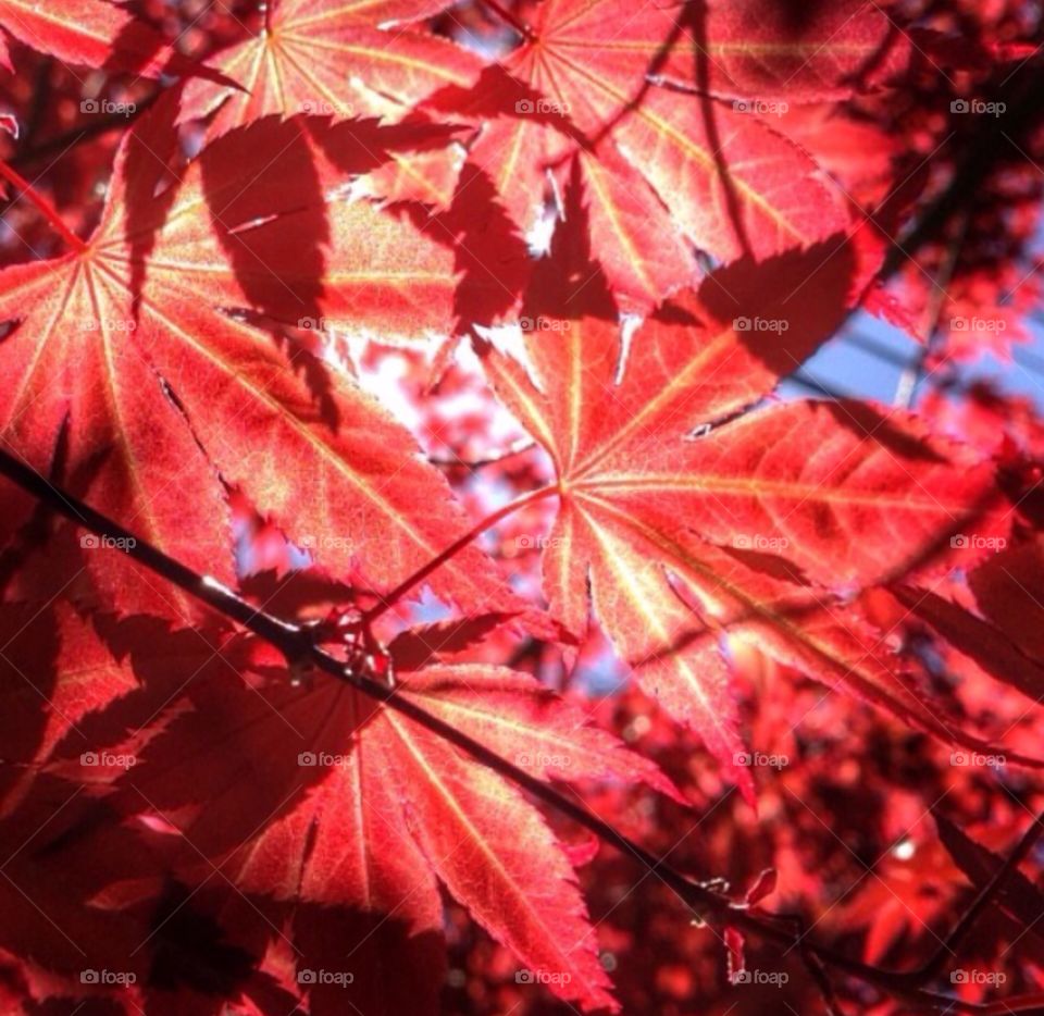 Autumn Maple