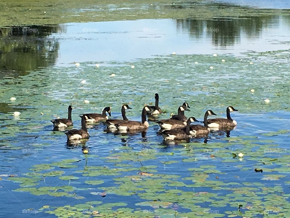Gaggle of Geese