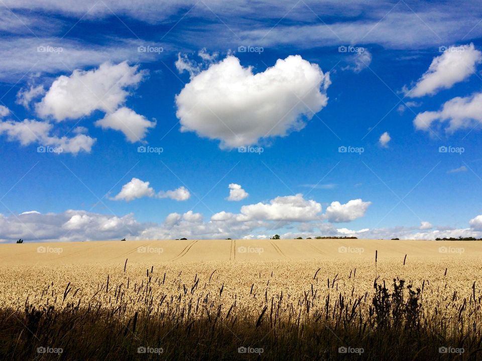 Heart shaped cloud floating above a field of wheat 🌾