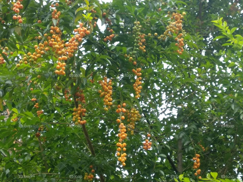 Yellow Berries
