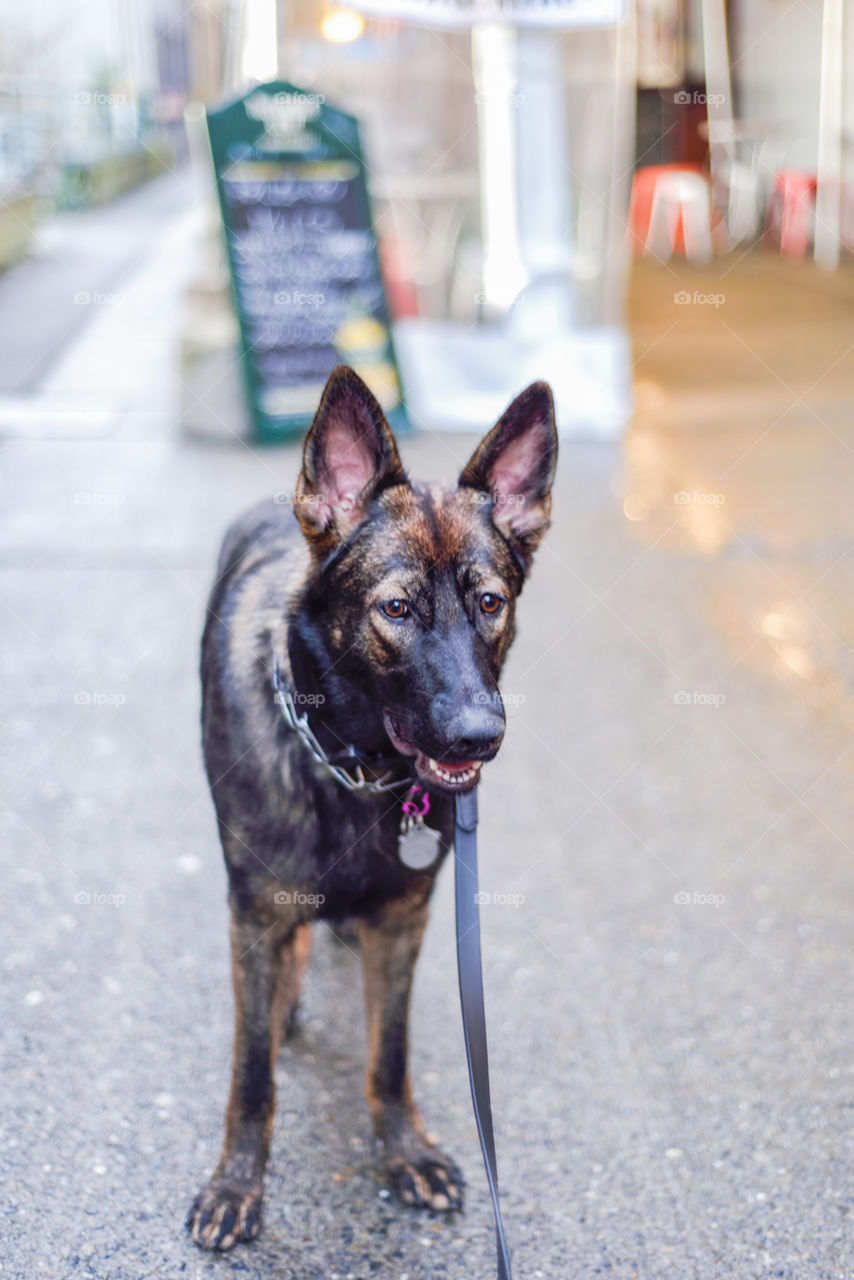 German Sheperd on the street