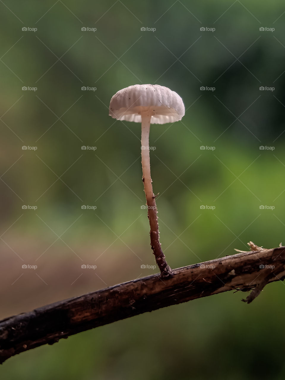 mushroom again