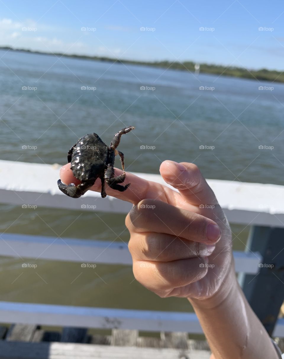 Crab baby