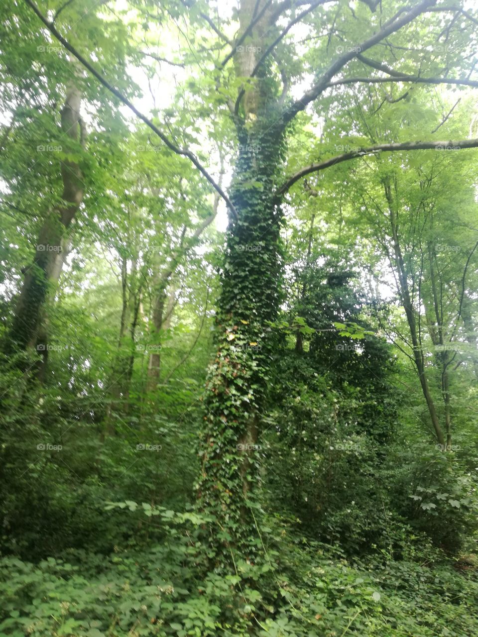 tree with ivy