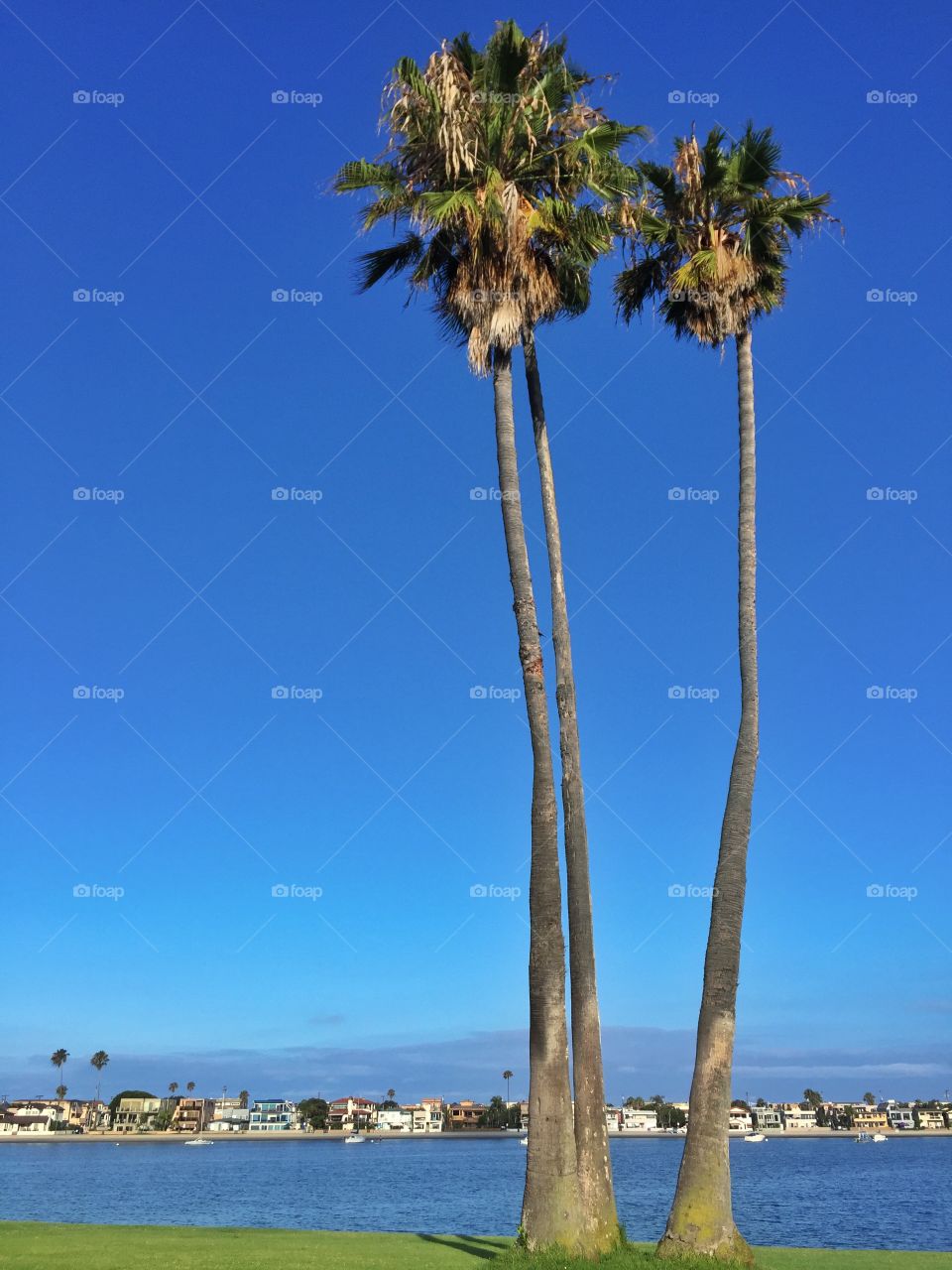 Palms. Palms at the shore