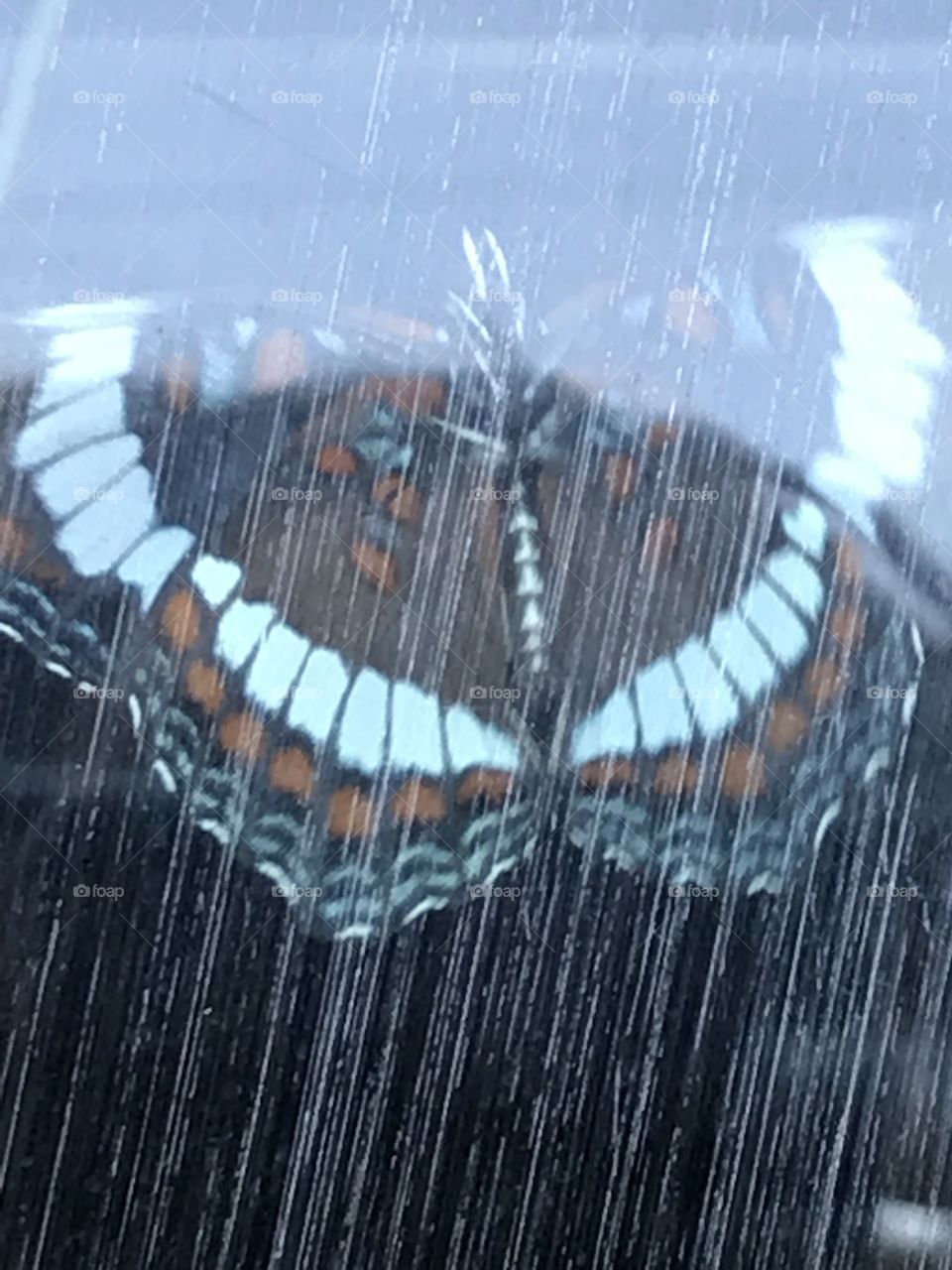 Butterfly behind reflected glass 