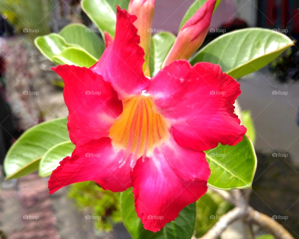 Red flower on the park