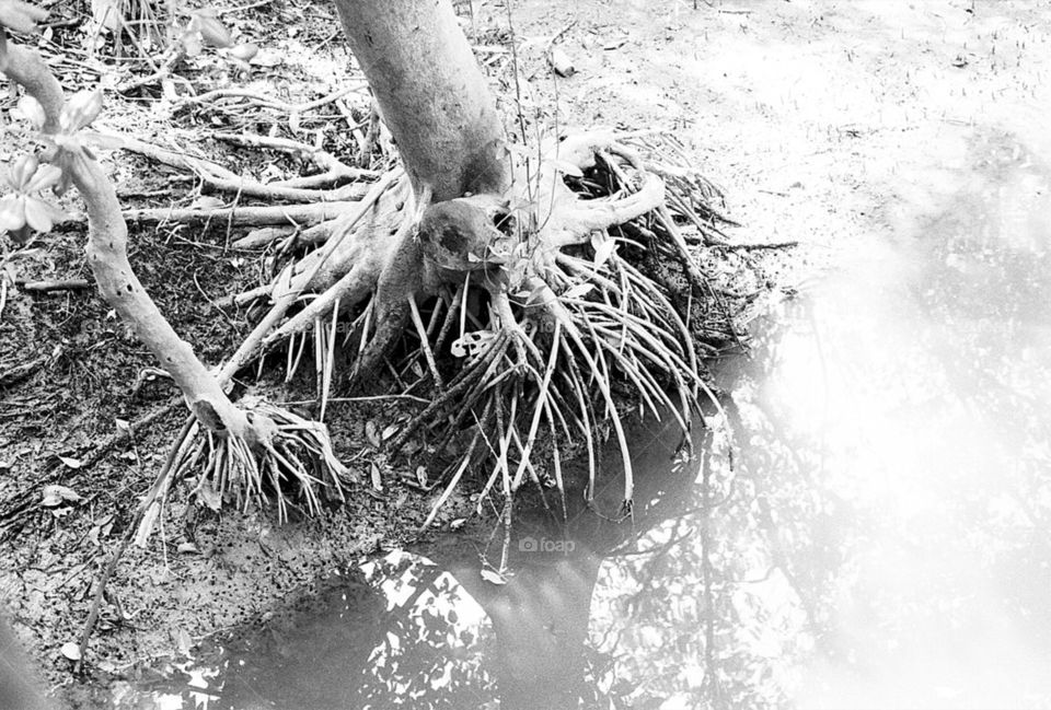 Roots near water