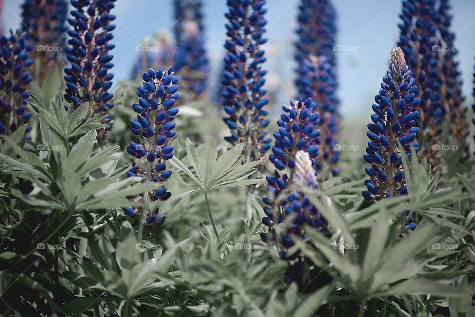 Blue lupines