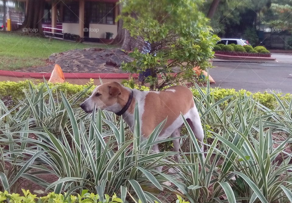 Dog in the bush