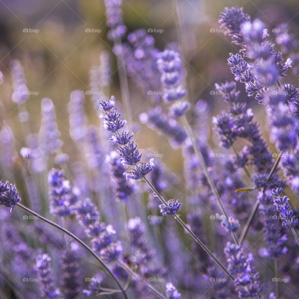 Lavender Blossom field 