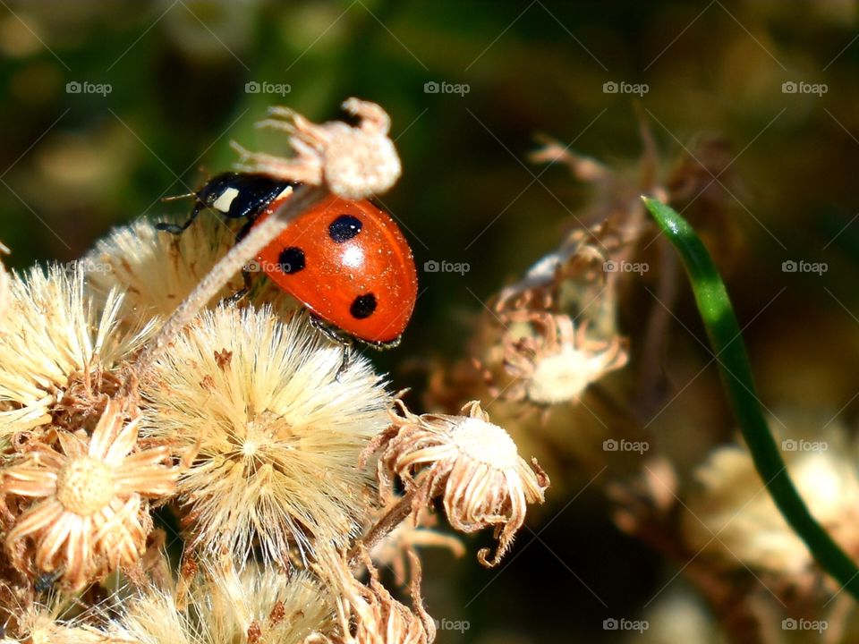 Ladybug