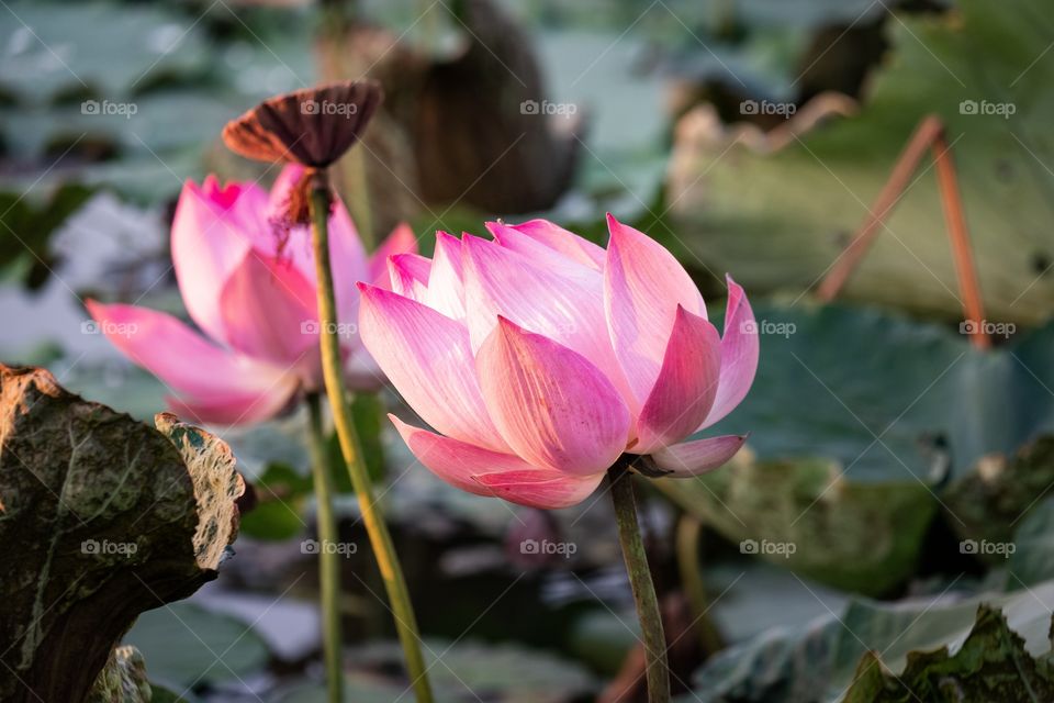 Pink lotus