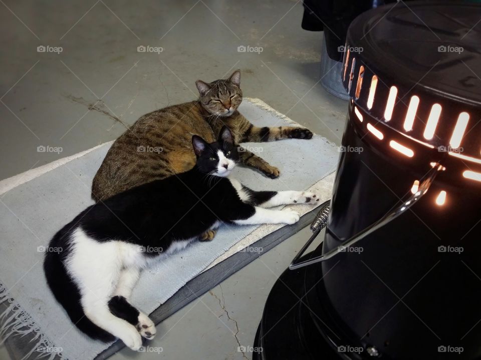 Tabby cat and black and white cat enjoying a karosen fire laying on a pallet together