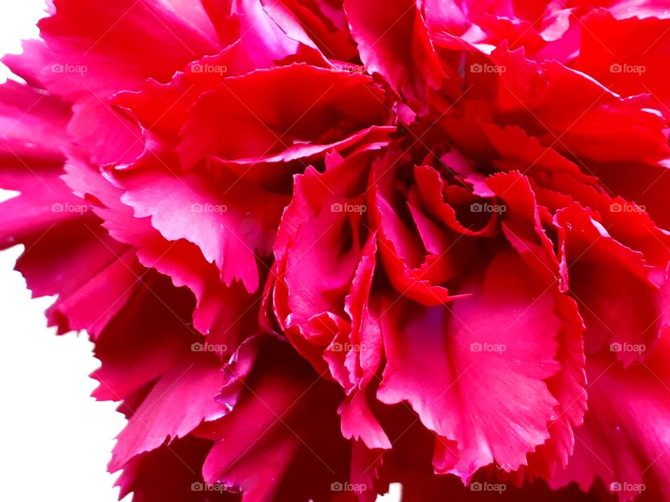 Closeup of a red Carnation.