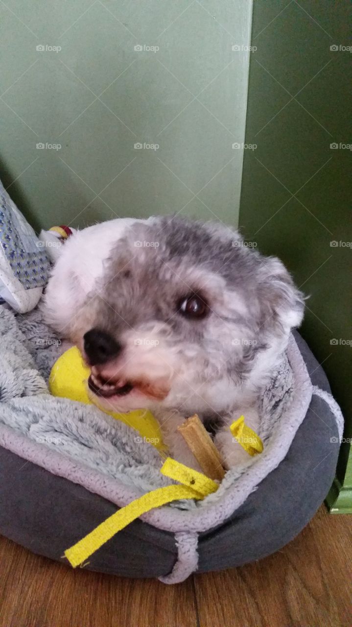 Mammal, Pet, Cute, Dog, No Person