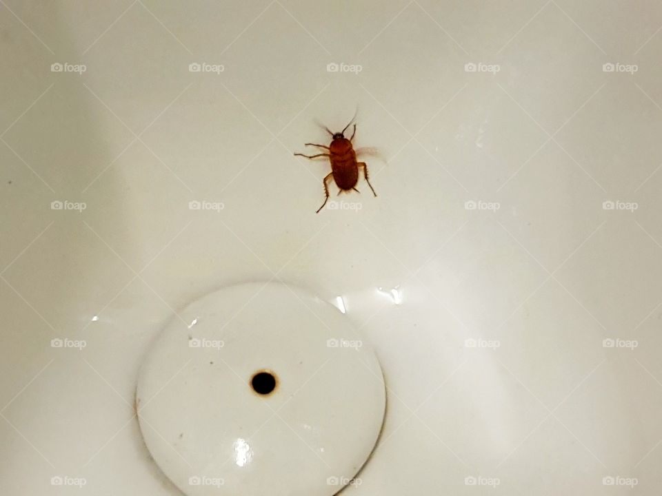 cockroach in the urinal