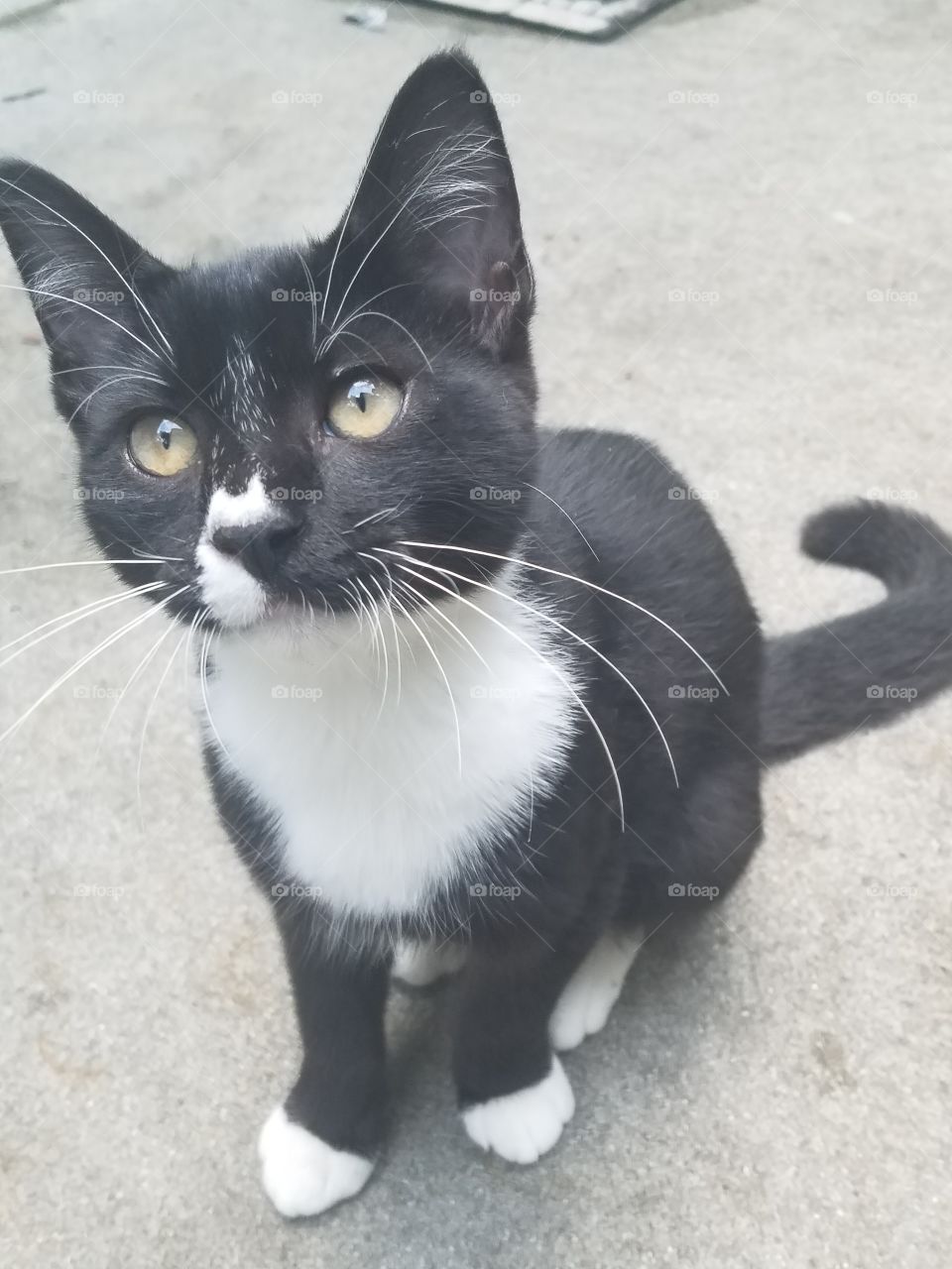hi, they call me a tuxedo cat but I dont have any pants. lol