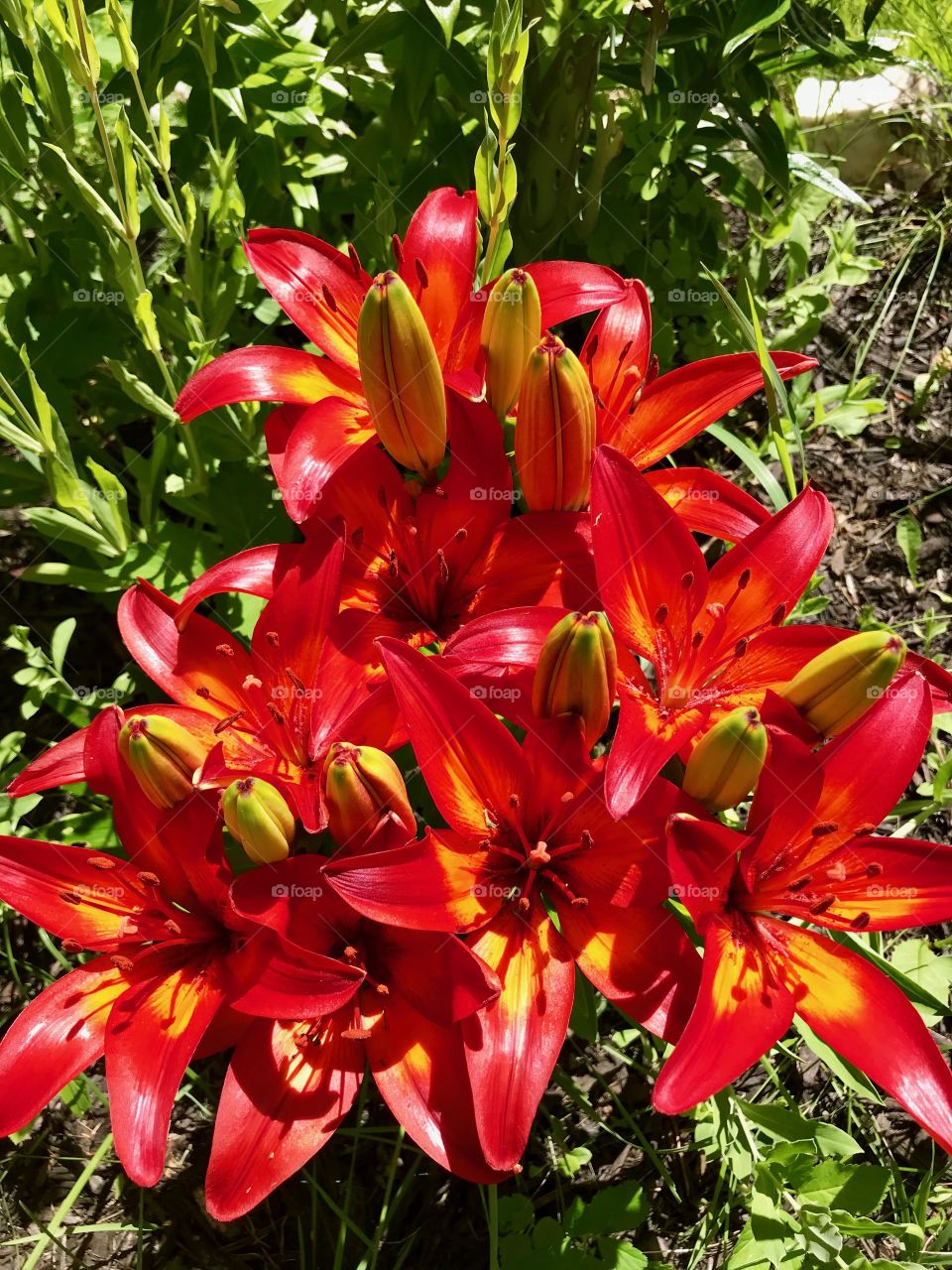 Lovely, vibrant red lilies