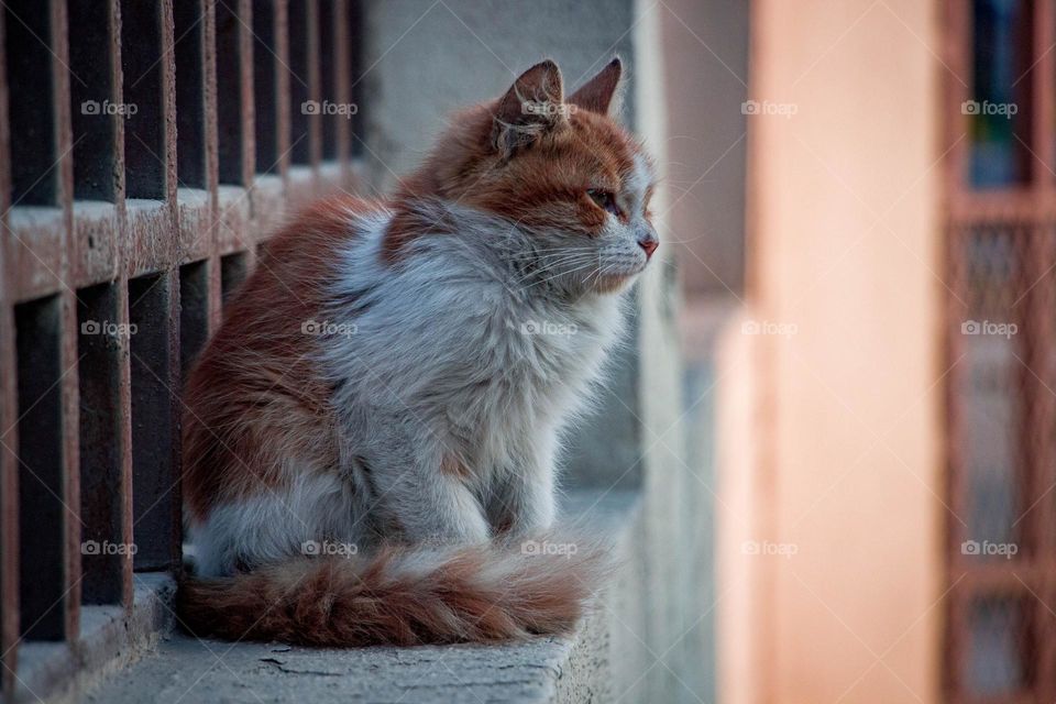 small beautiful brownwhite cat
