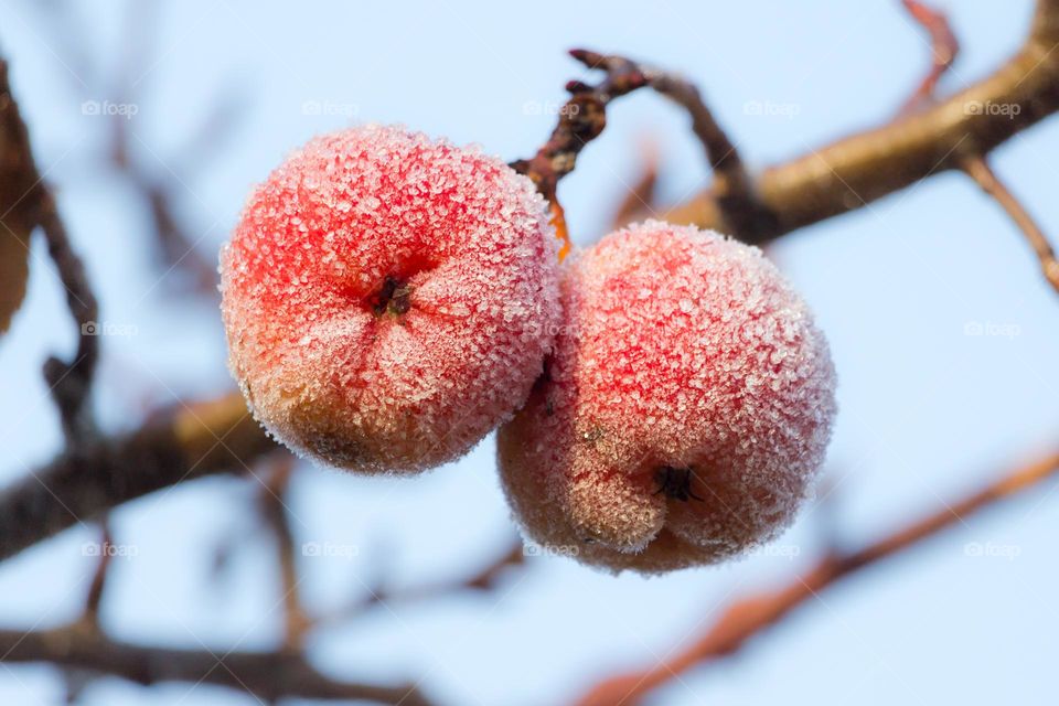 Closeup of two beautiful red frozen apples in a tree  covered with frost on a cold sunny winter day 