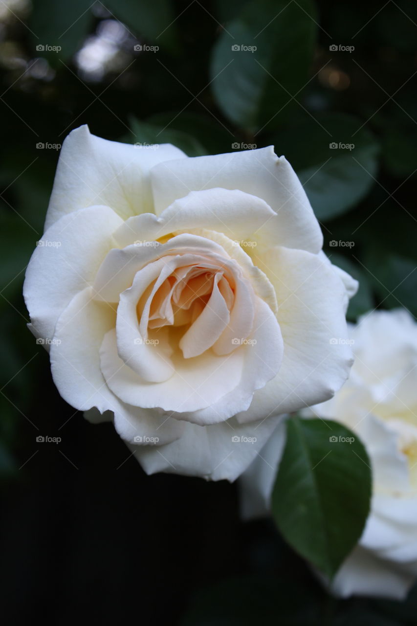Ivory or White Garden Rose with Ruffled Petals and a Hint of Yellow (Also known as Vitality) 