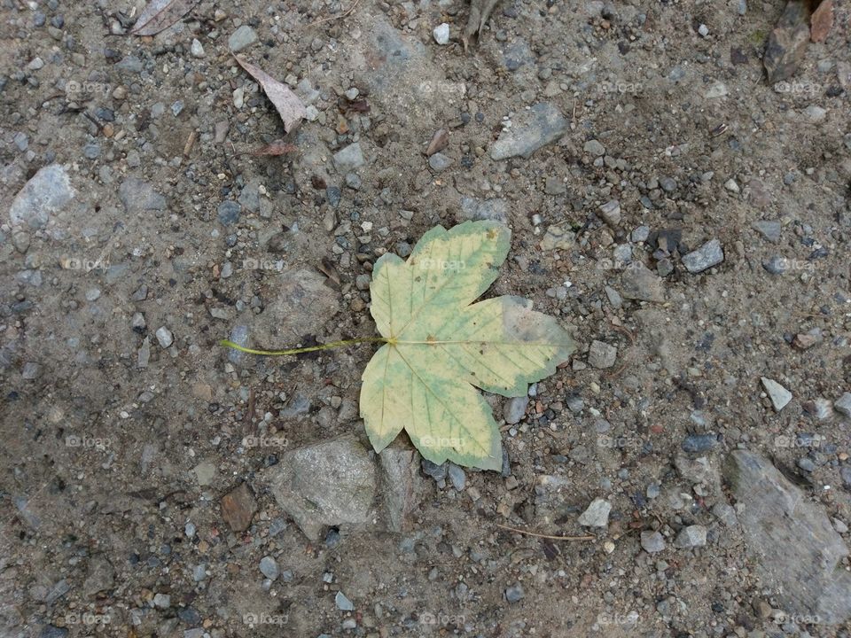 A leaf in Český Krumlov