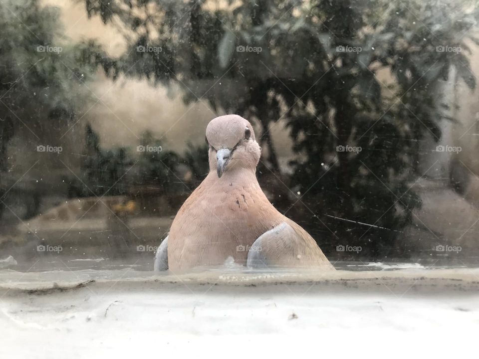 A laughing dove looking straight into my eyes, probably with a message. I am avidly awaiting a translator to interpret its message.