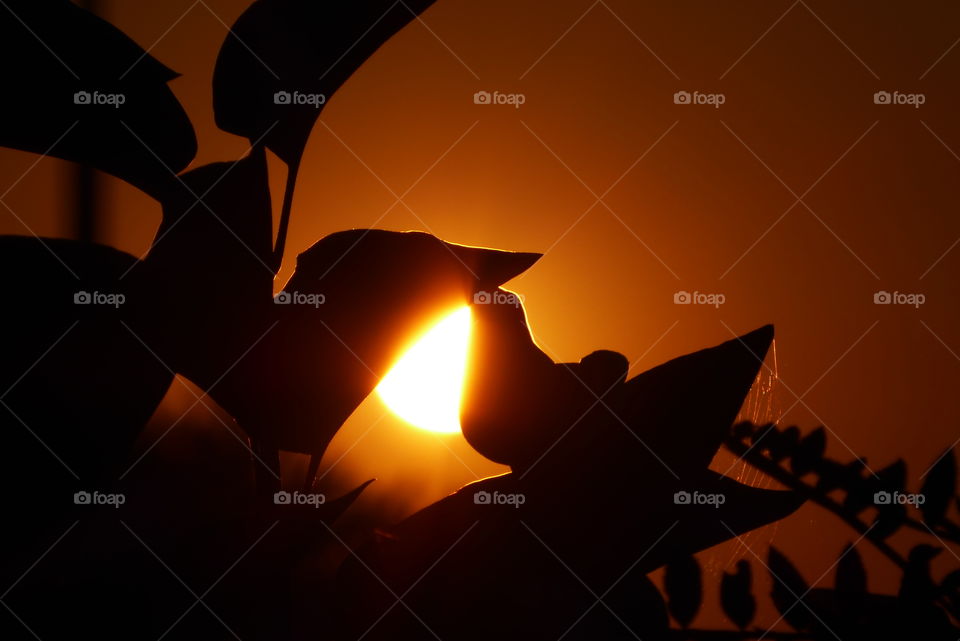 Sunset & leaves