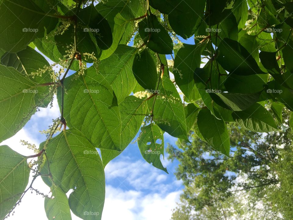 Leaves and Sky