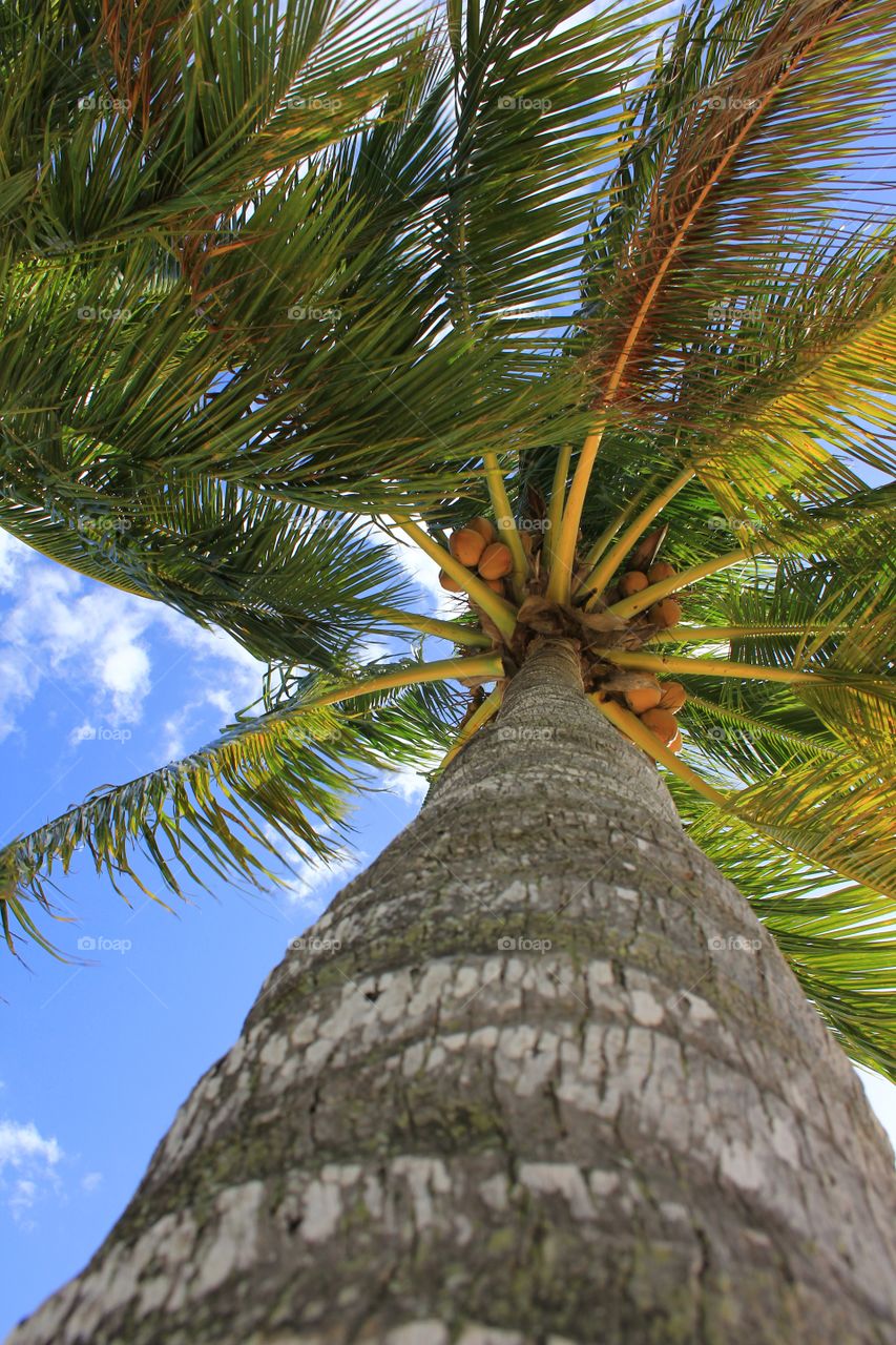 Low angle view of palm tree