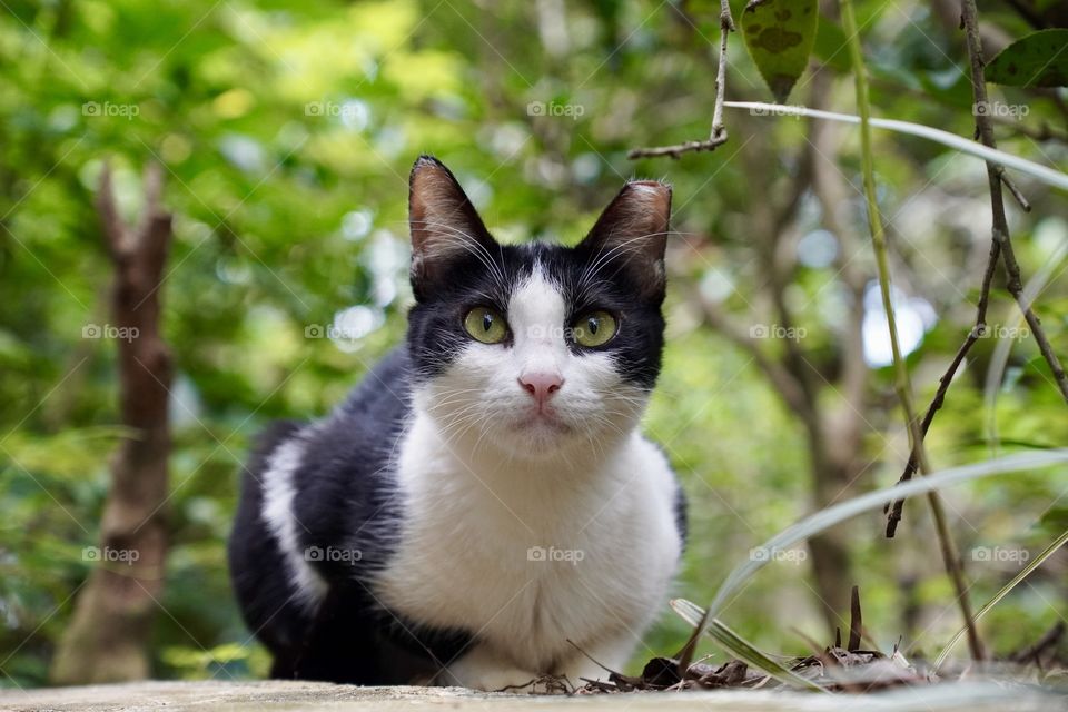 Cat among bushes