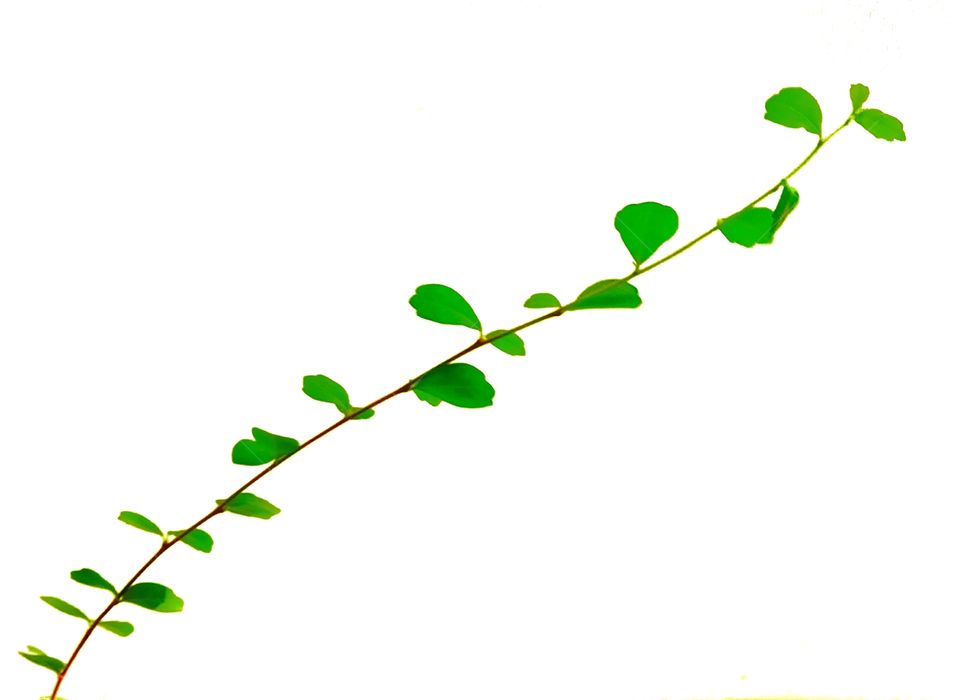 white background,foliage