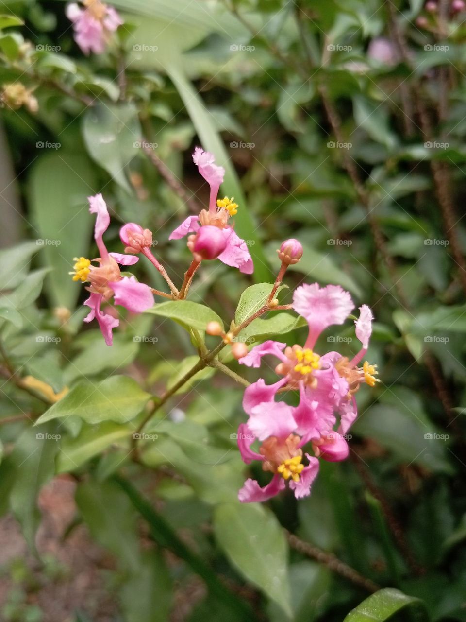 Wild crapemyrtle