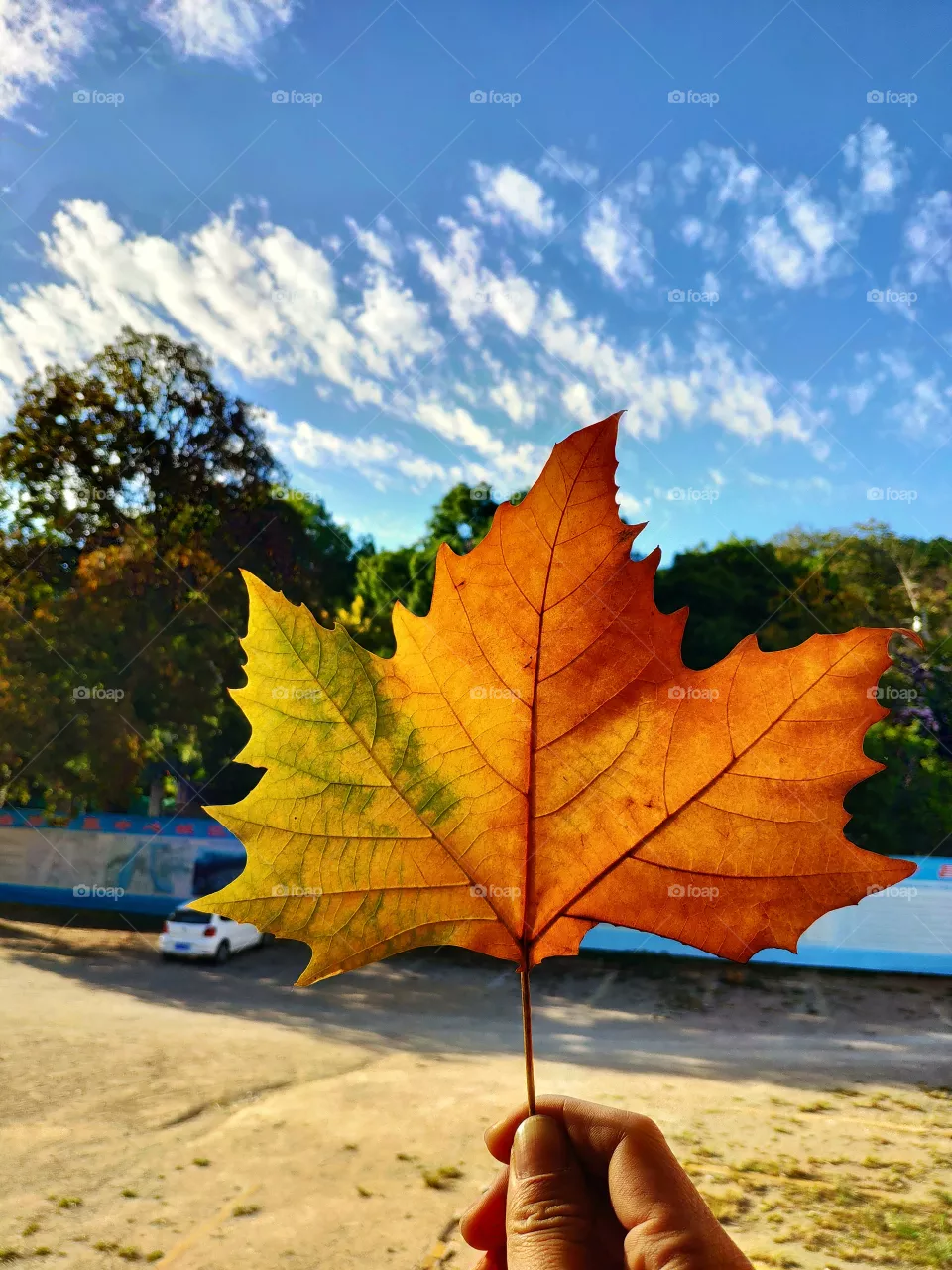 Autumn