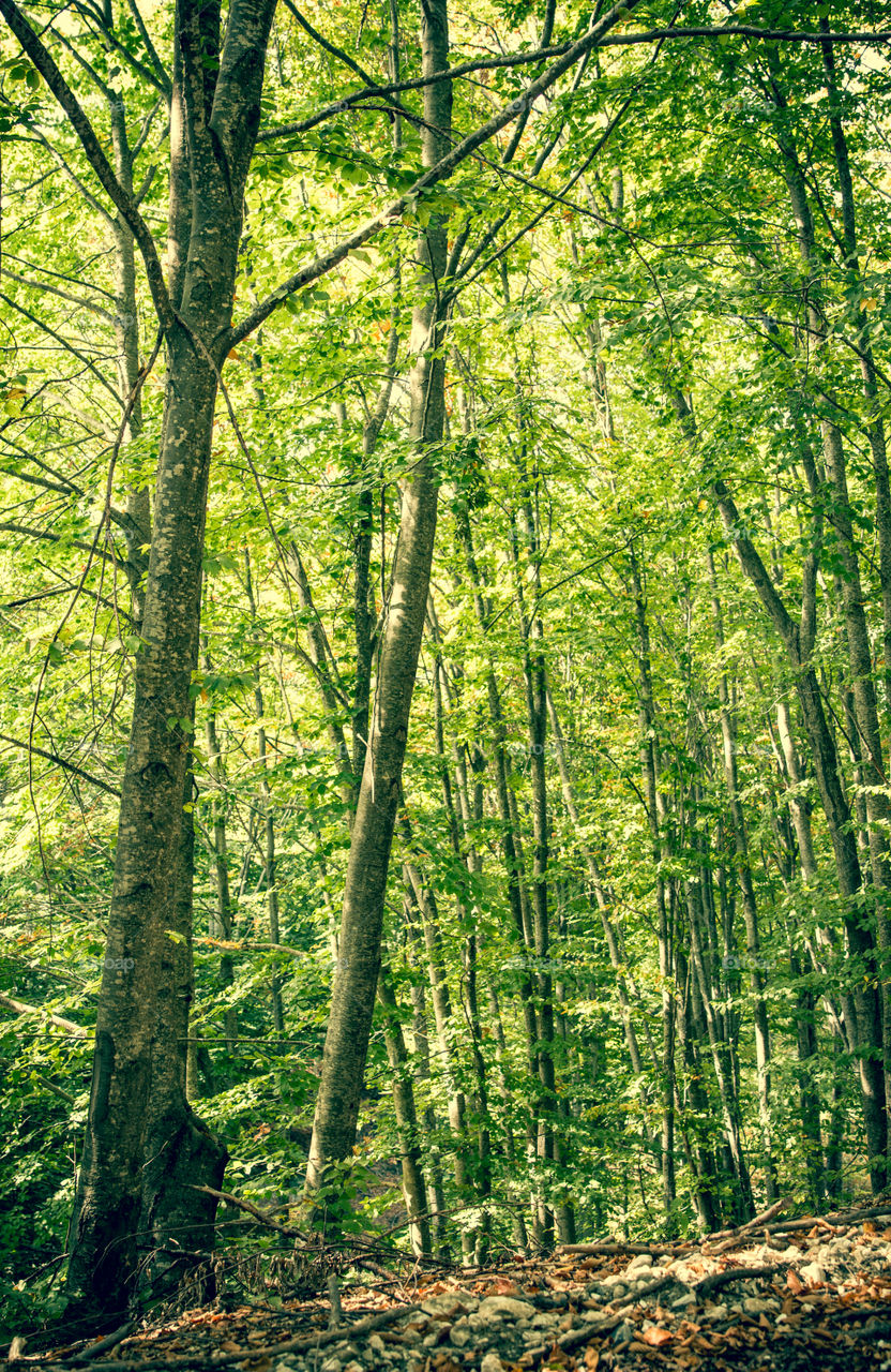 Green Forest In Autumn
