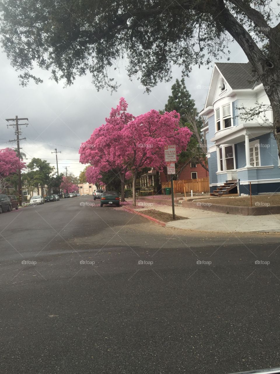 Pink blossom trees on a cloudy day. 