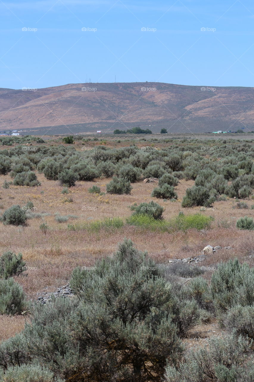 Green plant on desert