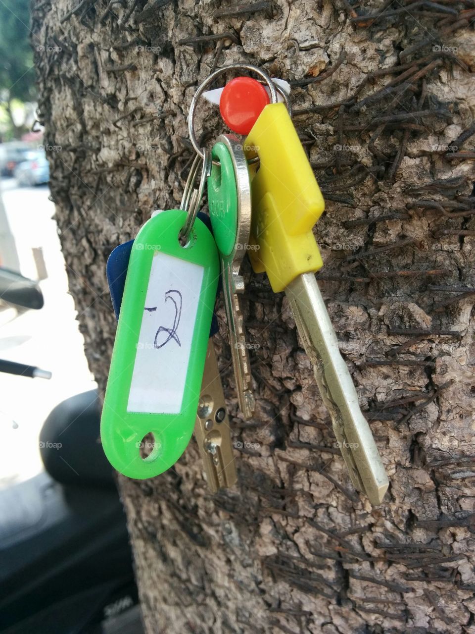 Lost and Found Keys. A set of keys was found on the sidewalk and hung on this tree in the hopes that the owner will find them.