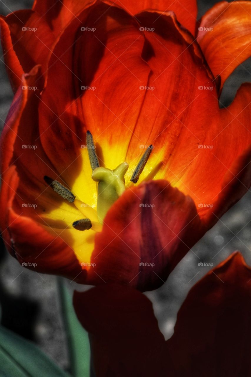 flowering Tulips