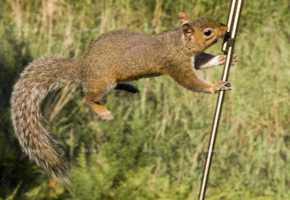 Pole dancing Squirrel