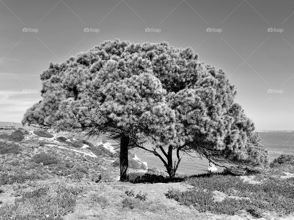 Tree in Black and White